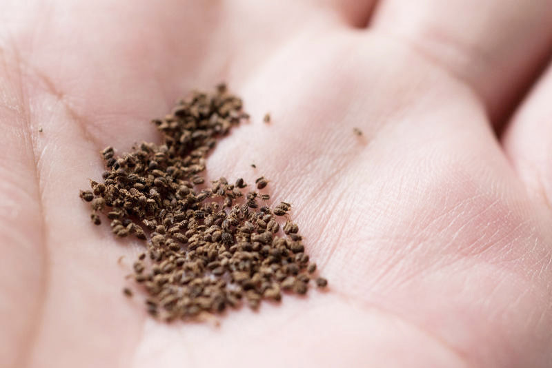 种子穗经搓揉后，种子就会全部脱落。