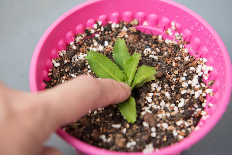 加入自制堆肥后，用食指把幼苗 “推”下，确保幼苗底部牢牢嵌入。