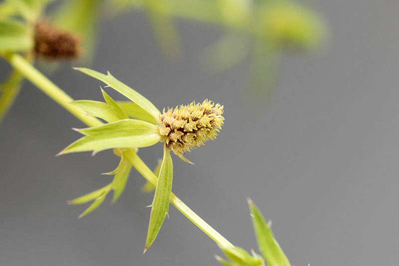 许多小花组成的花序。