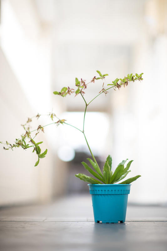刺芫荽比芫荽更能适应本地气候。