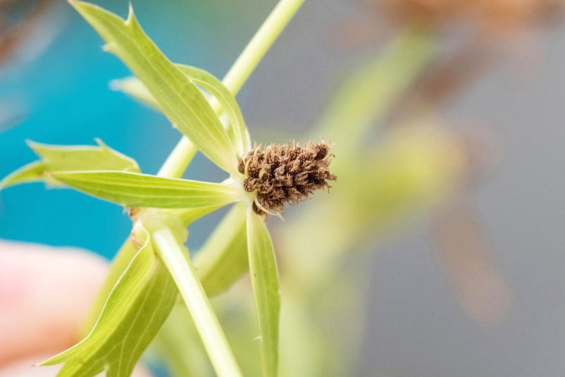 花枯萎后，留下包含 大量种子的种子穗 （seed head）。