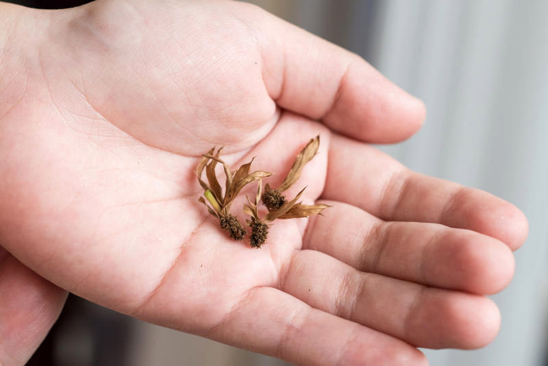 包含大量种子的种子穗。