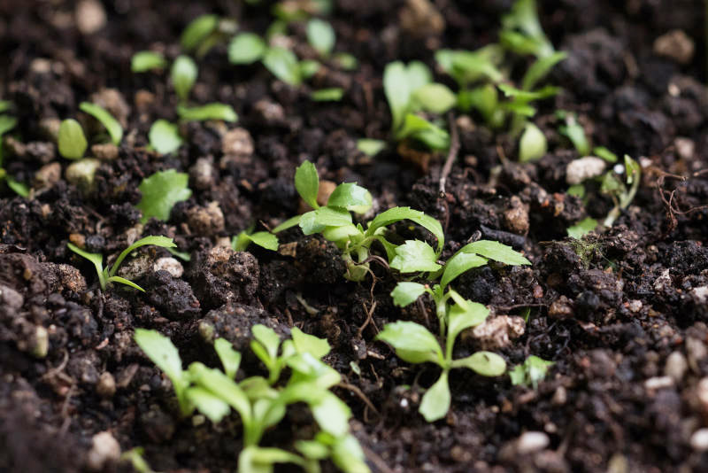 新鲜种子一般只需一周就能发芽。