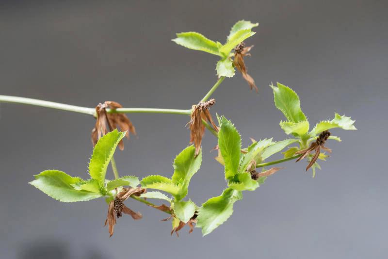 花开后两到三个月后，就会出现幼苗。