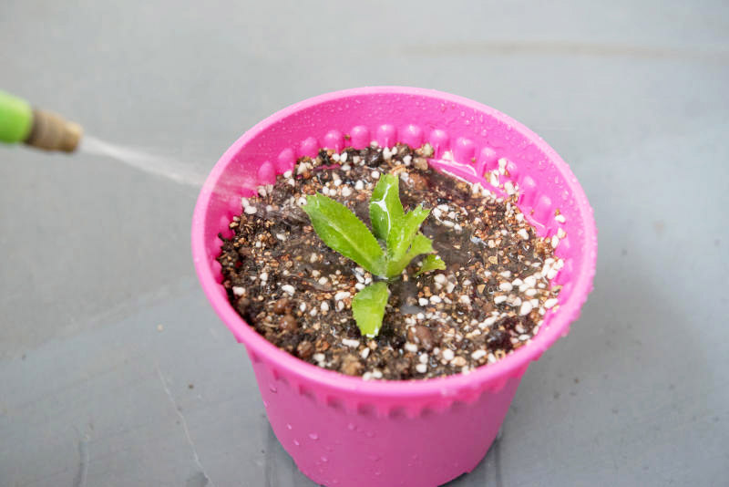 浇水，直至水从盆底渗出。