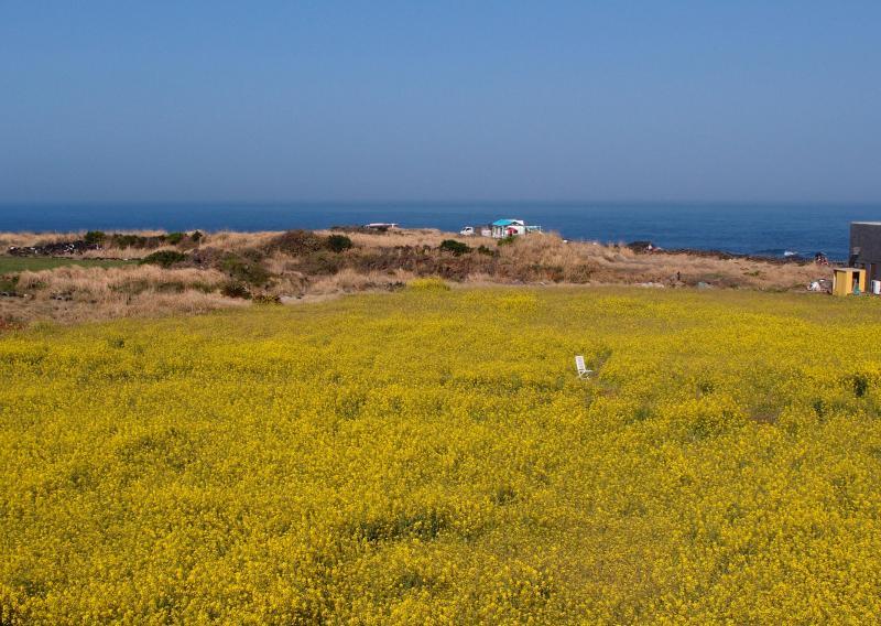 油菜花田是游人的天然摄影棚。
