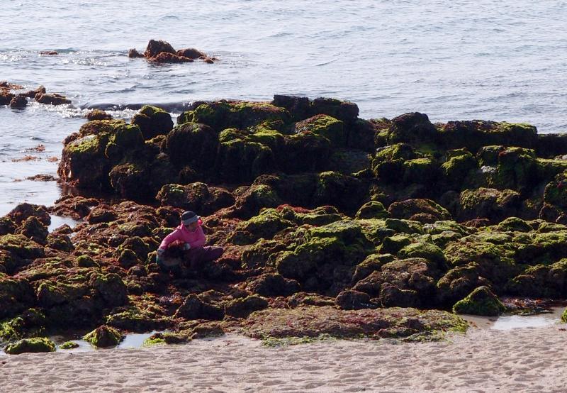 妇人在岩石间采海菜。
