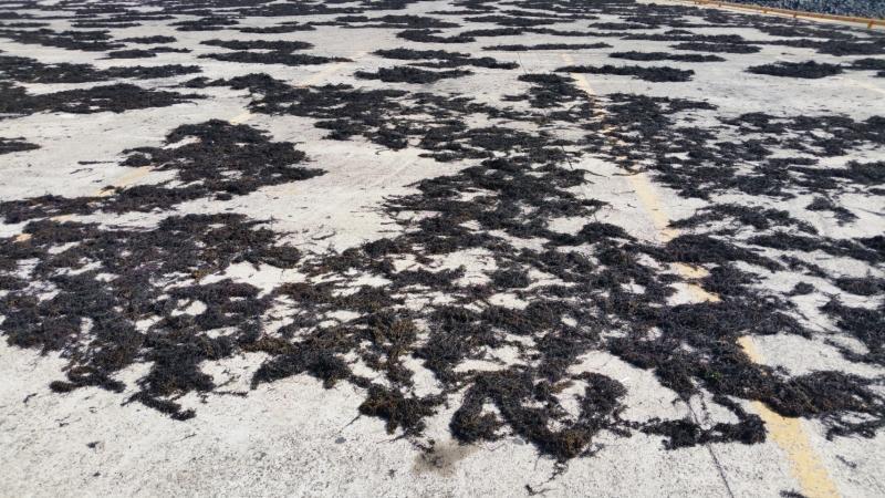 停车场晒海菜。