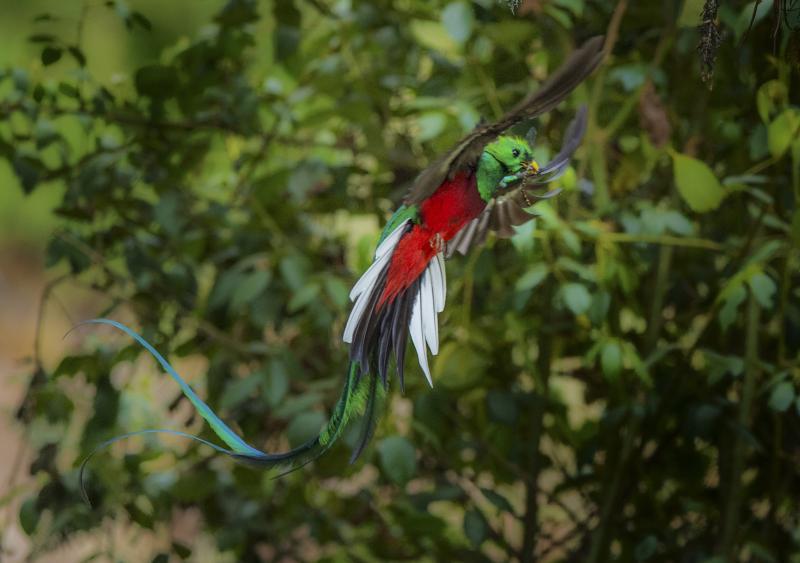 ■凤尾绿咬鹃是咬鹃中体型最大的。雄鸟在繁殖季节,展示闪烁着金属光泽的绿、蓝、紫、红的彩虹尾巴在森林里唱歌跳舞求偶筑巢,羡煞旁“鸟”。凤尾绿咬鹃被许多人视为世上最华美的鸟类之一。