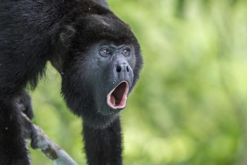 ■吼猴(Mantled Howlers Monkey)以深沉的嗓音咆哮惊醒所有的动物。据世界纪录,它们的吼声最远可以传到五公里外,是陆地上声音最响亮的动物。吼猴是素食动物,以植物果实、树叶等为主粮,以潮湿树叶或露水解渴。树栖,分族而居,极少到地面活动。