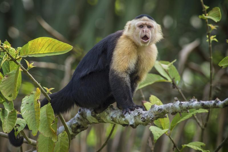 ■白头卷尾猴(White-throated Capuchin)是一种新世界小猴,是南美洲与中美洲的物种。喜欢吃嫩枝嫩叶,通常白天成群结队活动,每群约有10只左右。 会用棍子和石头打开坚果壳和贝壳类,是最聪明的新世界猴种之一。