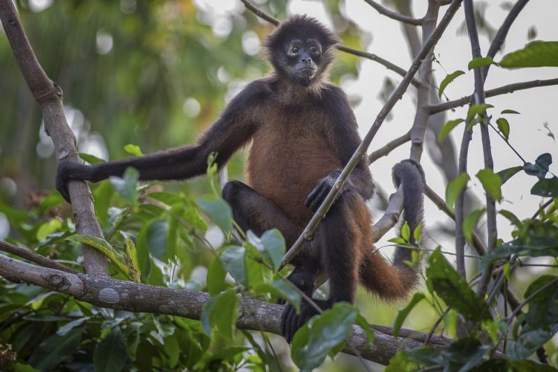 ■濒危的若弗鲁瓦蜘蛛猴(Geoffroy Spider Monkey)有一条非常强劲的尾巴,可以支撑全身体重,进食时,尾巴吊住身体倒挂在树枝上荡来荡去。蜘蛛猴喜欢群居,每群数目可达35只以上。因四肢纤细像蜘蛛而得名。