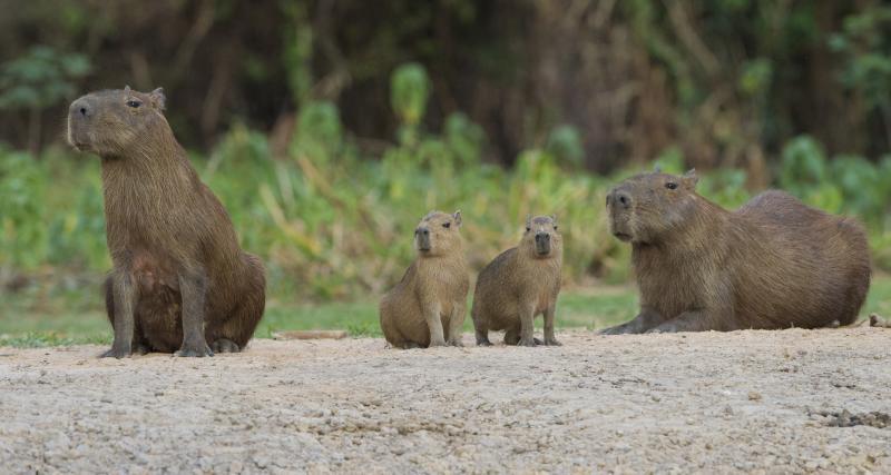 ■水豚(Capybaras)是世界上最大的啮齿动物。它和老鼠的血统极为接近,但体型却大了百倍,体重达50公斤,有如一头小猪。它是半水栖的食草动物。