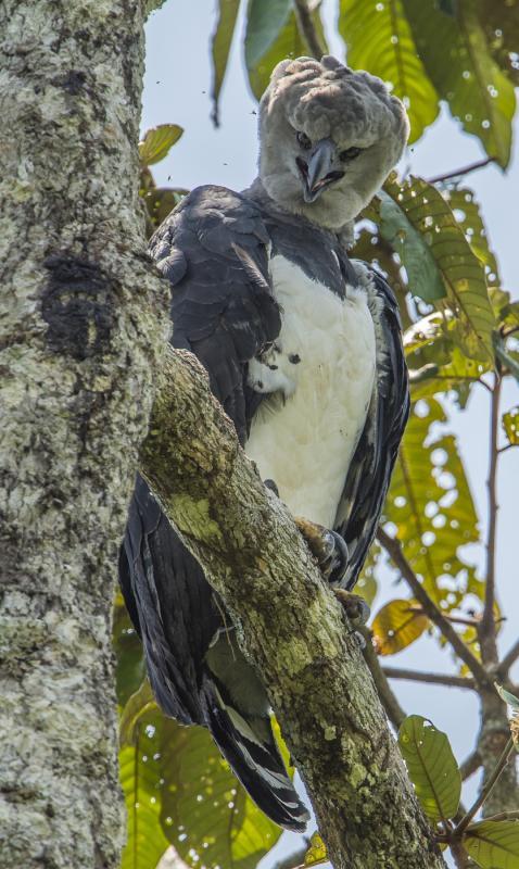 ■哈比鹰∕角雕,是食肉飞禽,会主动捕食哺乳动物如:蜘蛛猴、吼猴 、长鼻浣熊、食蚁兽、树懒、豪猪、负鼠等,也会攻击其他鸟类,如金刚鹦鹉和一些爬虫类,如鬣蜥、双领蜴属和蛇等。偶尔也会捕捉身型较大的猎物,如水豚、西猯和小鹿等。
