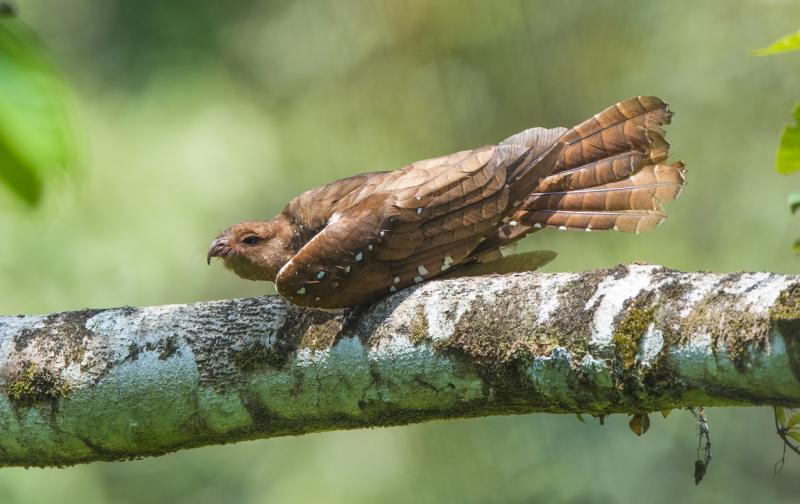 ■油鸱(Oilbird)是夜鹰目油鸱科类,南美洲的夜出鹰类。洞居,食棕榈油果维生,是夜鹰中唯一食果实的成员。油鸱体型较大,翼较长,口裂较小,尾成扇形,脚极小,爱喧闹。