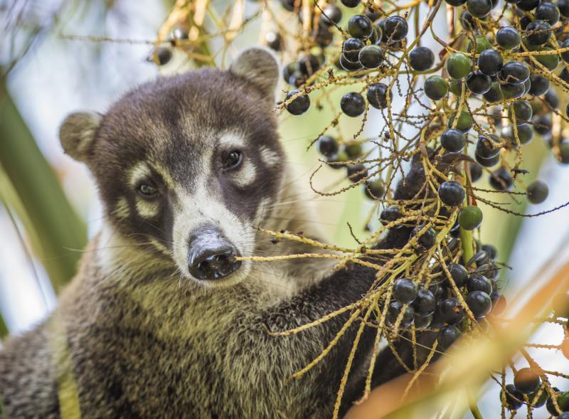 ■浣熊是杂食性动物,常在人类居住的地方活动,喜欢在垃圾堆里觅食,很容易被驯服饲养。