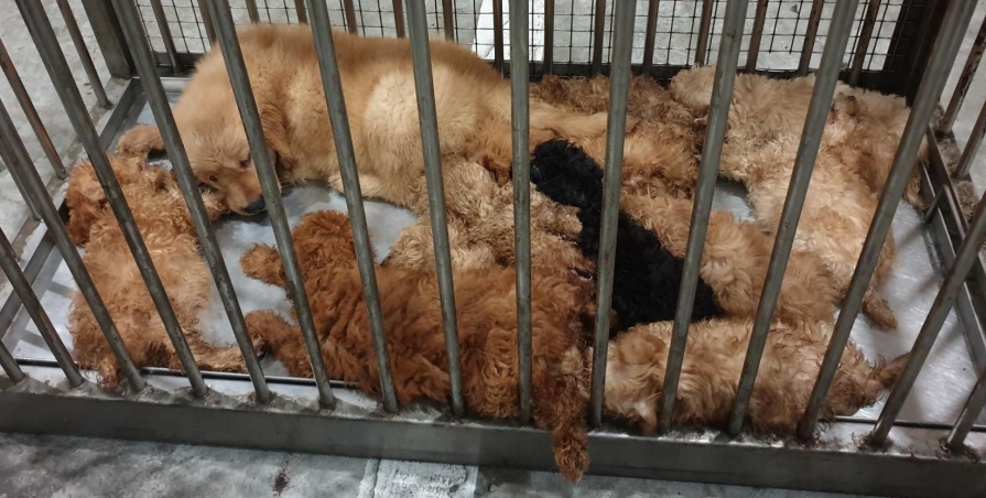20181213_news_smuggle_dog_tuas1.jpg