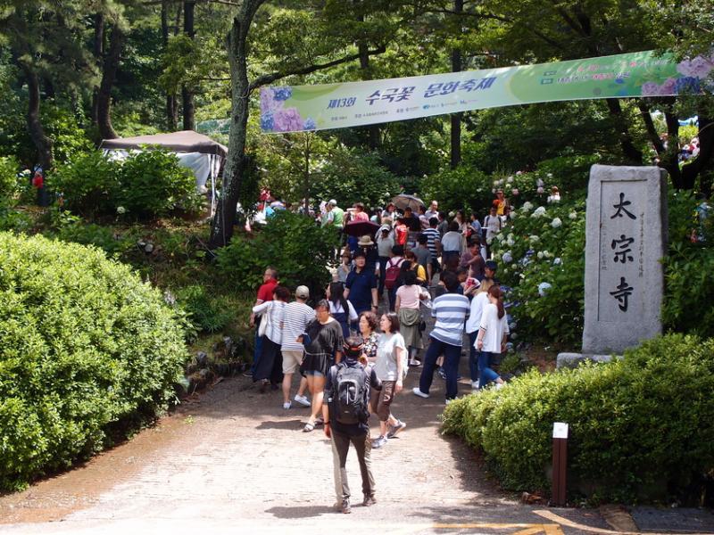 今年的太宗台绣球花节从6月30日举行到7月8日，吸引了许多爱花者。