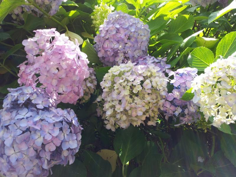 色彩缤纷的绣球花。