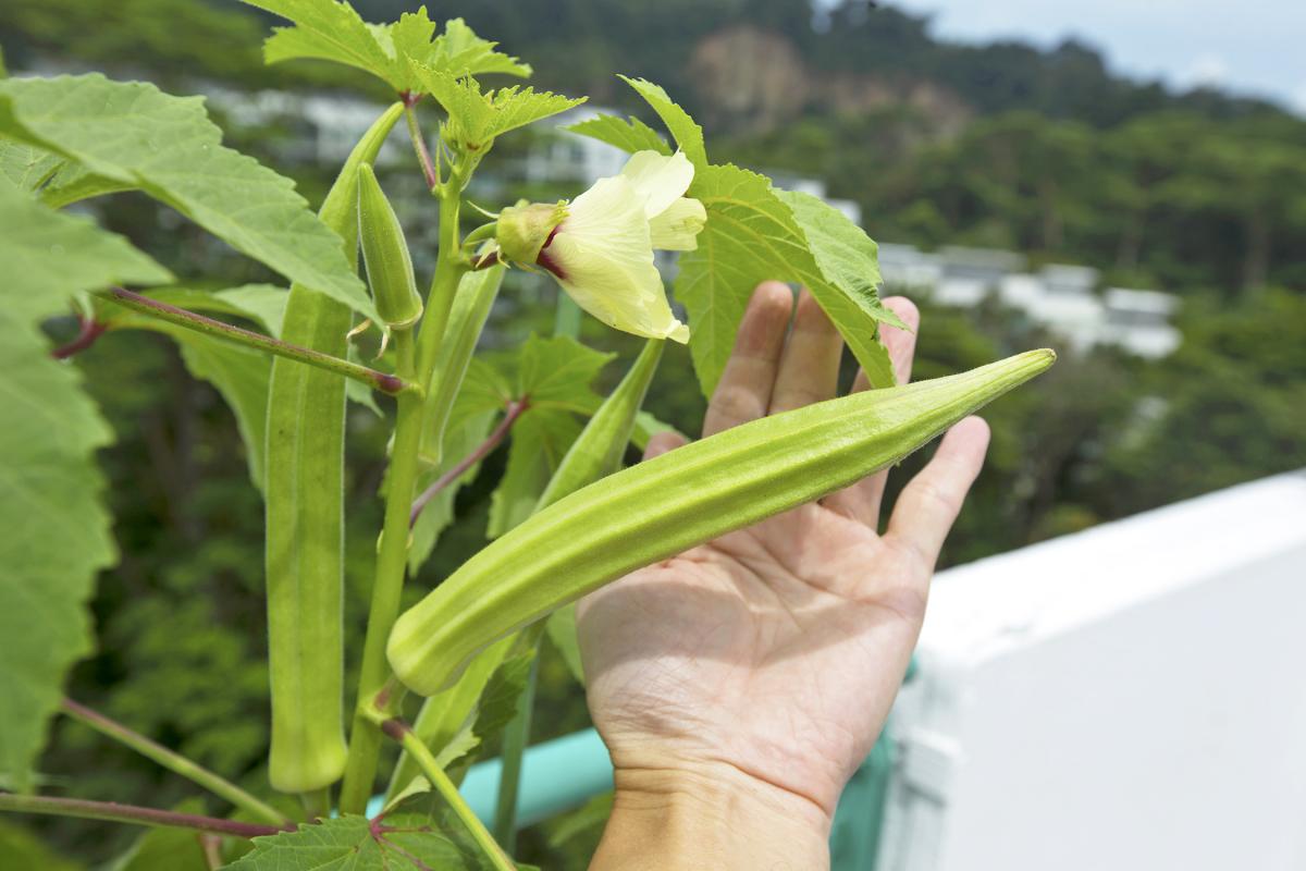 丁玉莲种的秋葵，比她的手掌还要长。