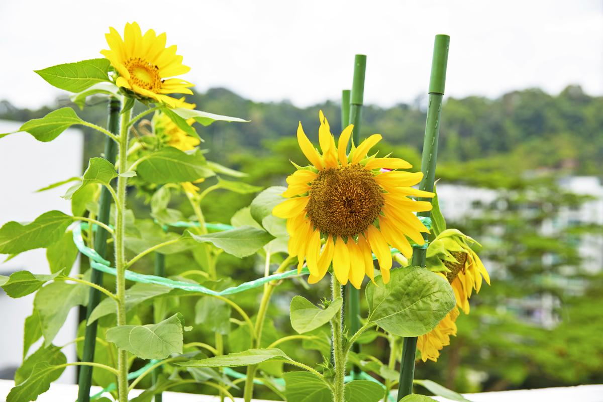 向日葵的花有一定重量，可用绳索和植物专用支撑架，固定花朵位置。