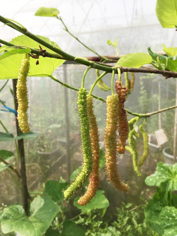 因为培植不易，长桑葚在本地比较少见，但甜度比本地常见的桑葚来得高。本地桑葚果实一般比拇指还小。