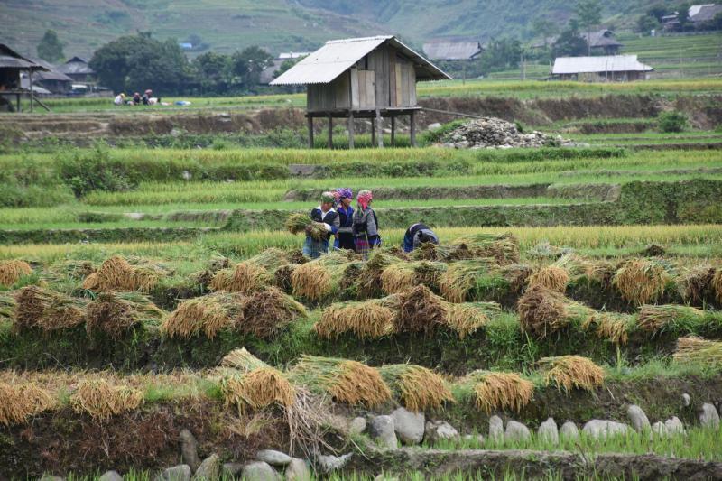黑蒙妇女在田里忙收割。