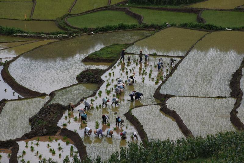 梯田是古老智慧的结晶,无论是插秧或收割,村民在田里展现可贵的集体劳作精神。