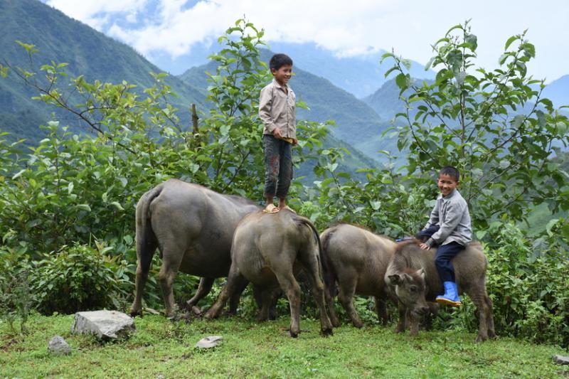 牧童表演站立在牛背上的绝活。