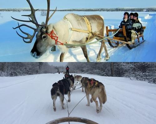 20190123_lifestyle_cny2019_husky_sledge_Small.jpg