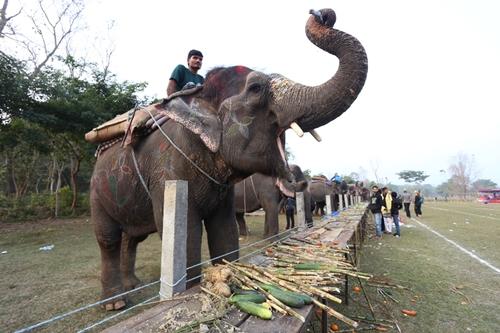 20190123_lifestyle_cny2019_nepal_elephant_Small.jpg