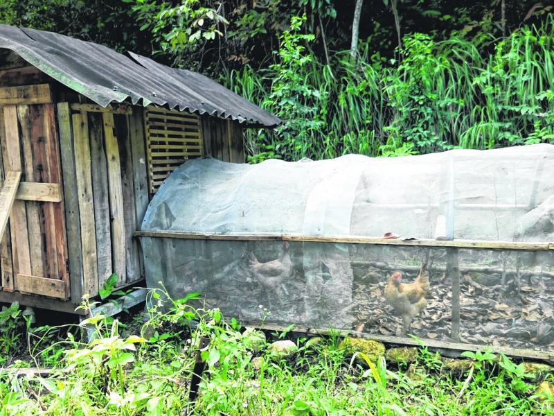 菜园里的鸡寮。