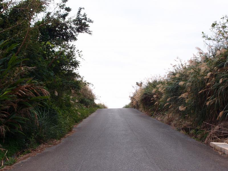 农地两旁小路甘蔗花随风摇曳,看似芦苇。