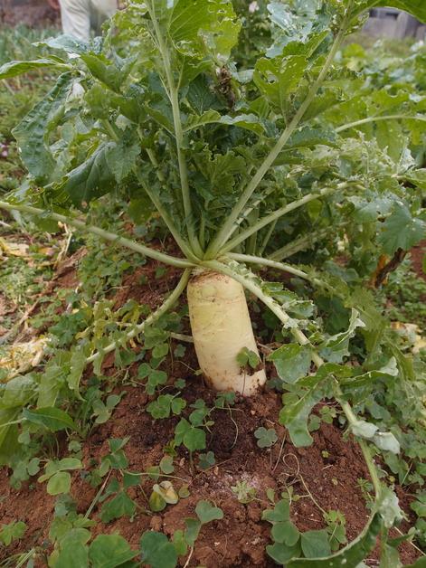 田里肥硕的白萝卜。