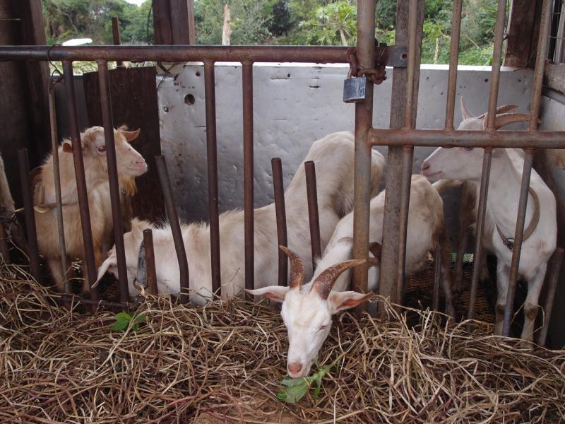 农家除了种菜也养羊。