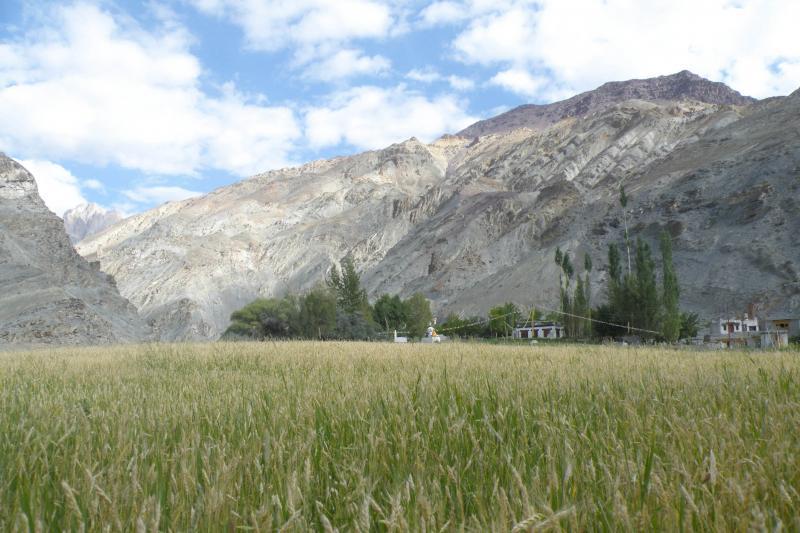 高耸的白杨,刷白的藏房,裸露的山体和成片的金黄青稞,勾勒出一幅独有的风景线。