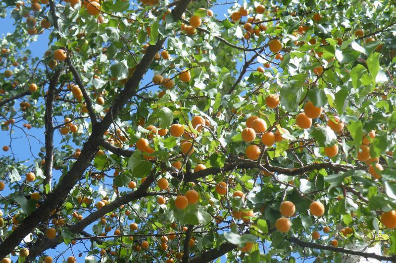 金灿灿的杏子树满载旅人在小村庄美好的回忆。