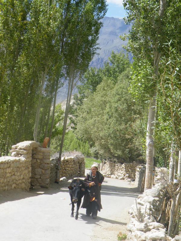 老妪牵着牛走在村子宁静的小路上。