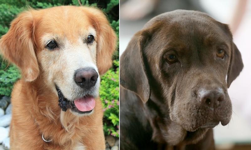 20190516_news_dogs_Large.jpg