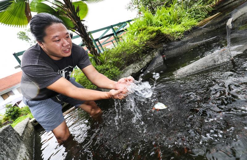 “OnHand Agrarian”创办人林浩发秉持回归自然的概念，以生态循环方式养殖本地鱼类和海鲜。（何家俊摄）