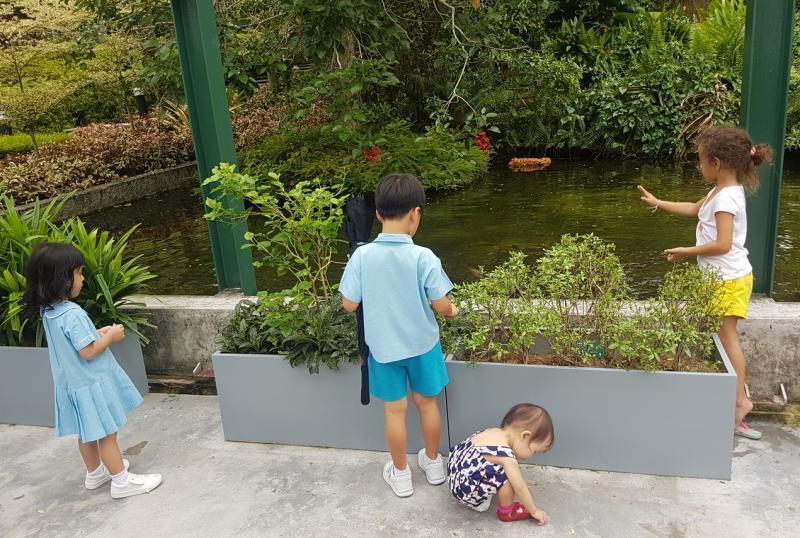 在餐馆旁由“OnHand Agrarian”打造的鱼池，小朋友把泰国罗勒丢进去喂鱼，鱼儿们浮上水面争食，小朋友不亦乐乎。（陈爱薇摄）