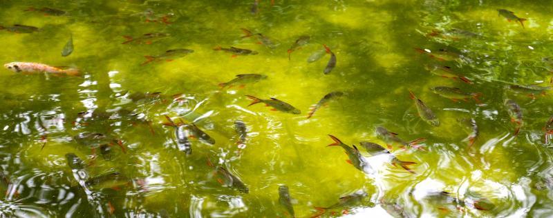 鱼场引进及培育1930年代在新加坡已野生绝灭的金箔鱼。（何家俊摄）