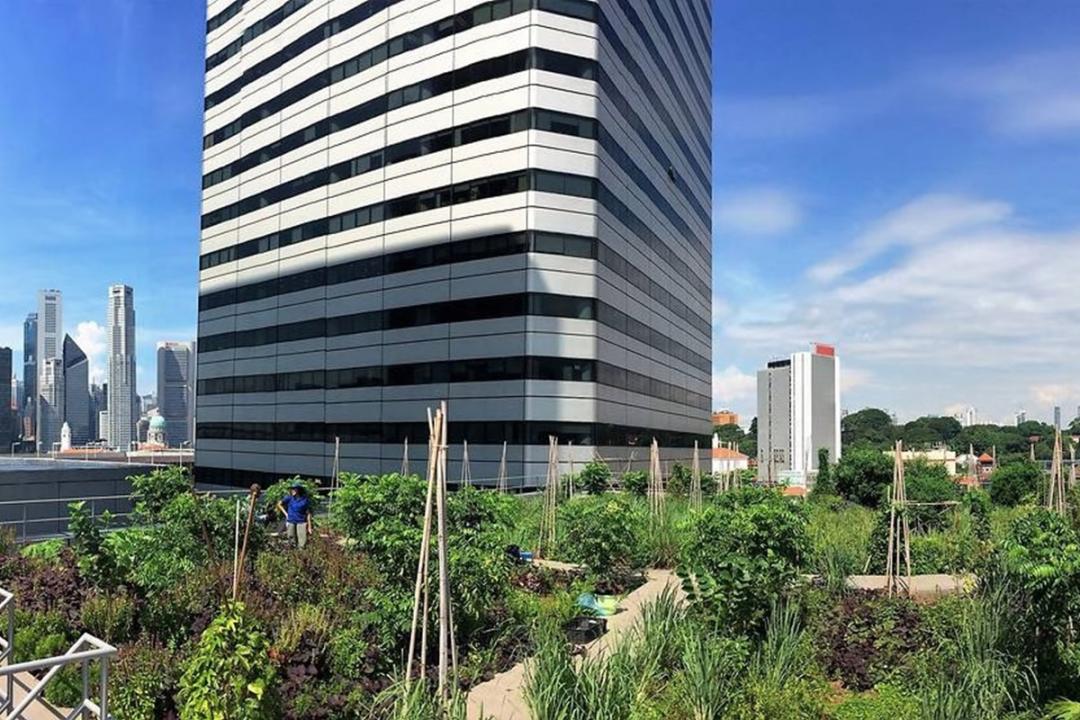 在市区边缘的其中一个天台菜园。(Edible Garden City)