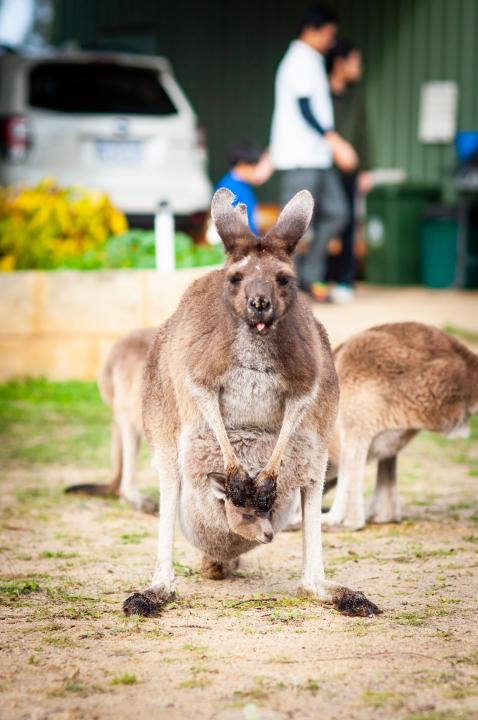 20190606_zbnow_kangaroo2_Medium.jpg
