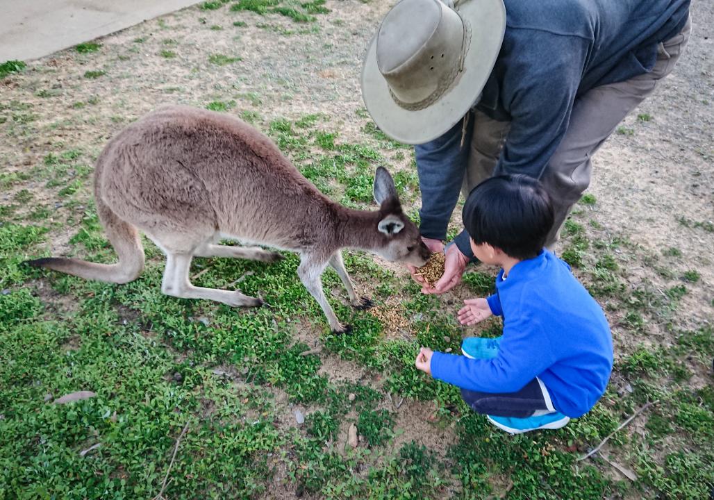 20190606_zbnow_kangaroo3_Medium.jpg