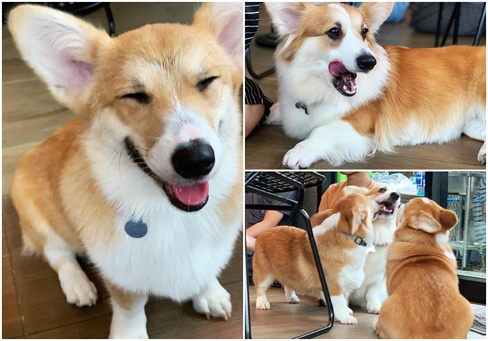 corgi_Large.jpg