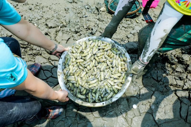 现挖的哆头蛏肉质饱满,以肥为美。