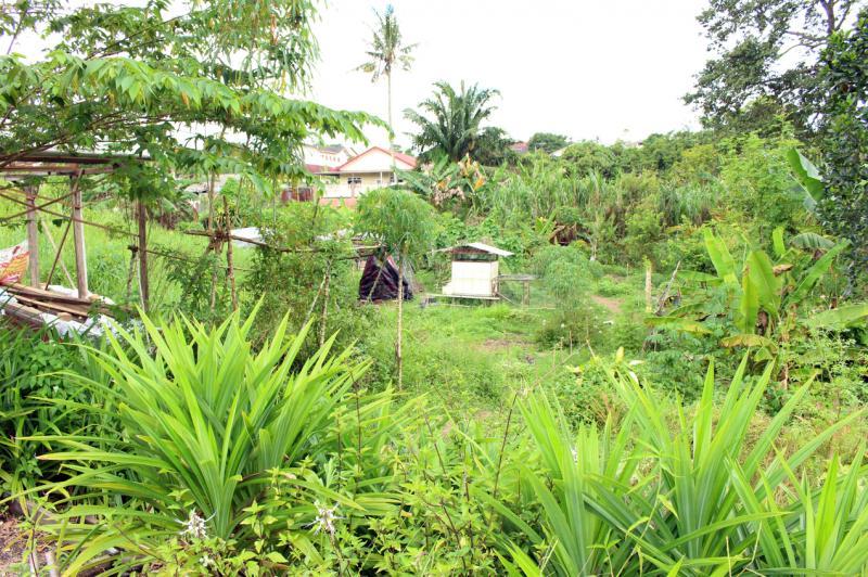 张泰顺以自然农法耕种,菜园不以虫草为敌,维持土壤生机。(陈爱薇摄)