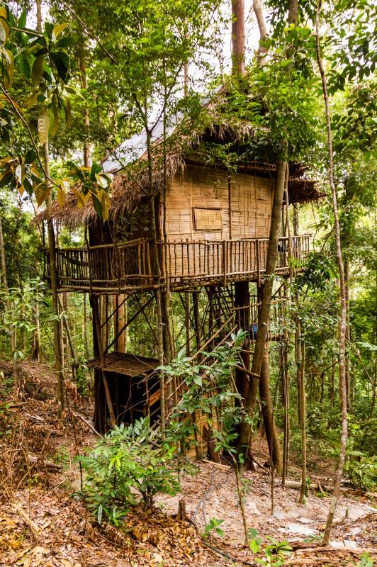 依树而建的木屋,体现了原住民的智慧。(受访者提供)