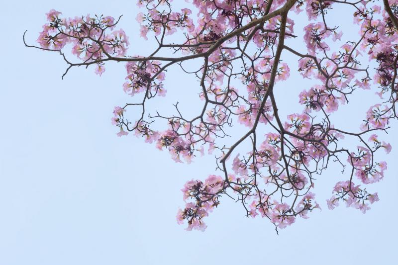 《阈限区》照片精选·Spring Blooms(“春天花开”)2014年摄于勿洛镇公园,图中的风铃木(俗称喇叭花树)一般在4月和8月的旱季开花。2014年2月是本地有史以来雨量最少的月份之一,3月中开始下雨后全岛各处火速开花,大放异彩,而且因为许多叶子在干旱时干枯落下,树枝上的花更显娇艳。(谢恩赐提供)